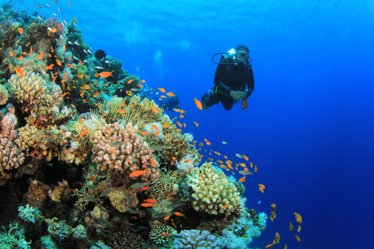 Bali Institute & SCUBA Diving